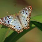 une autre variété de papillon que l'on croise souvent à la Guadeloupe