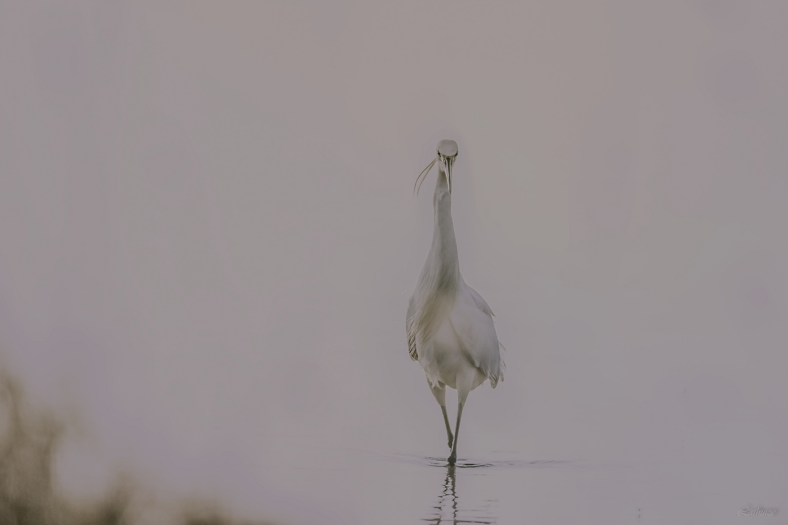 Une autre vision de l'aigrette.