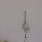 Une autre vision de l'aigrette.