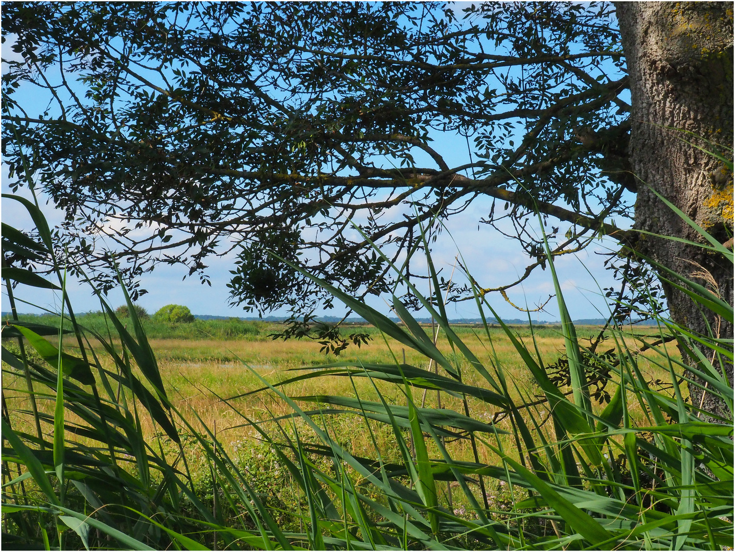 Une autre vue du Marais de Brouage