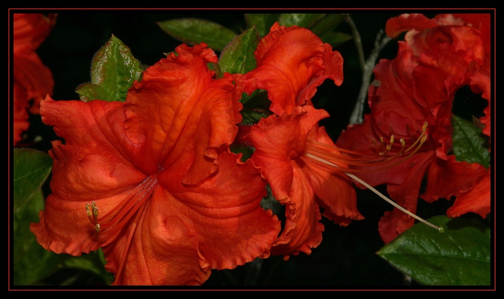 " Une azalée de mon jardin "