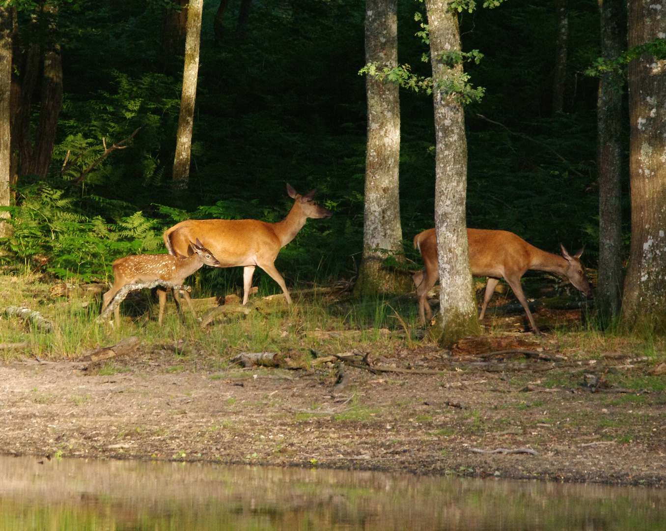 Une Ballade en famille