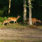 Une Ballade en famille