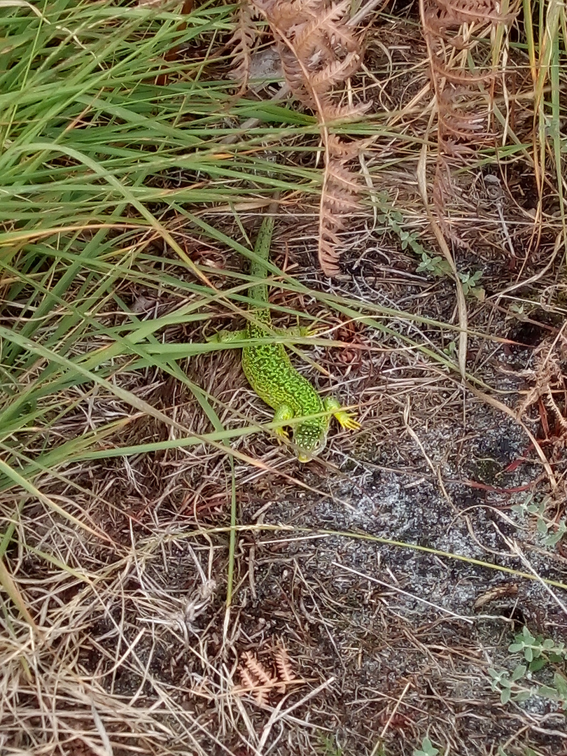 Une beauté de la nature !