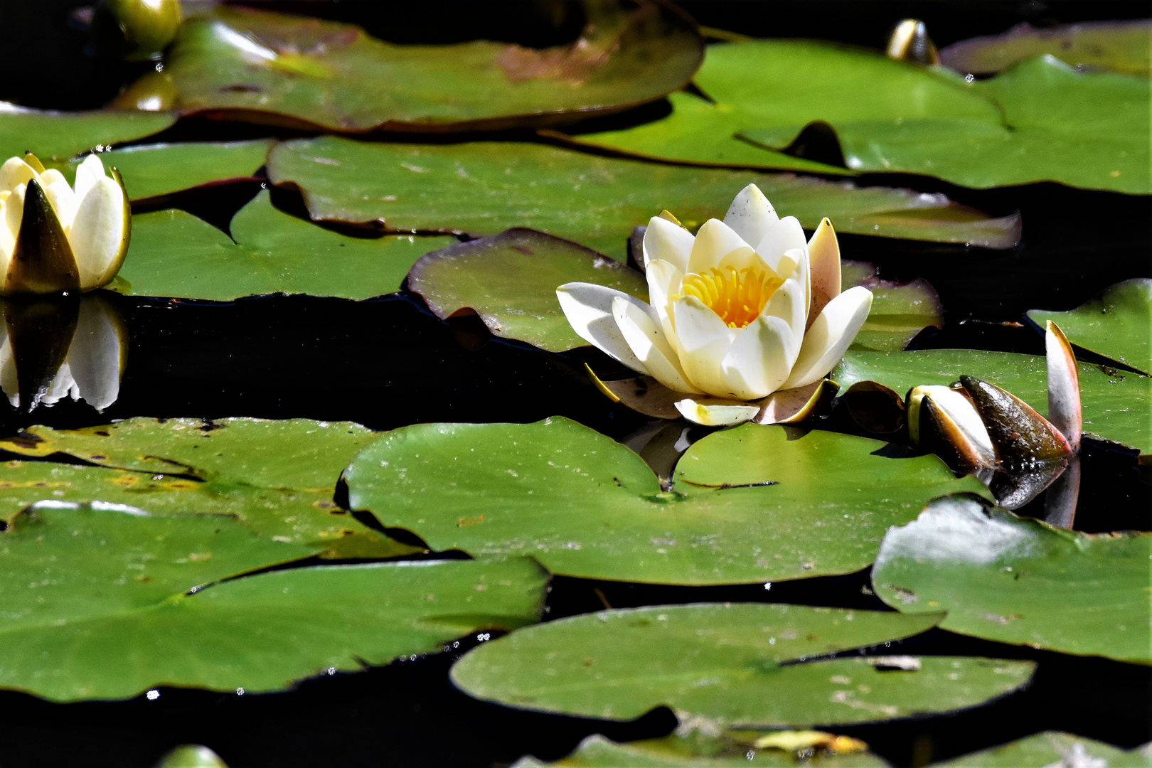 Une beauté flottante