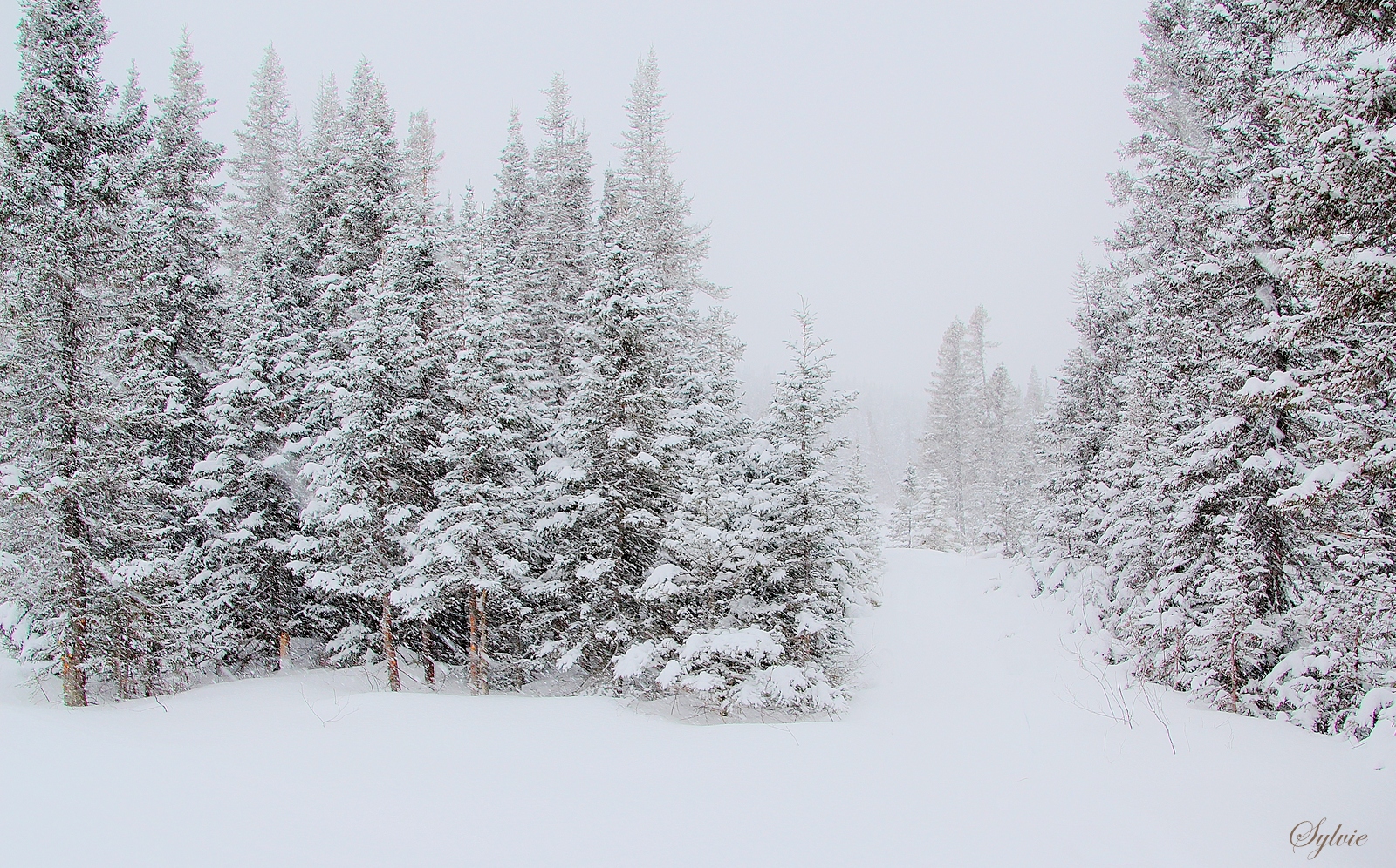 Une belle bordée de neige