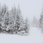 Une belle bordée de neige