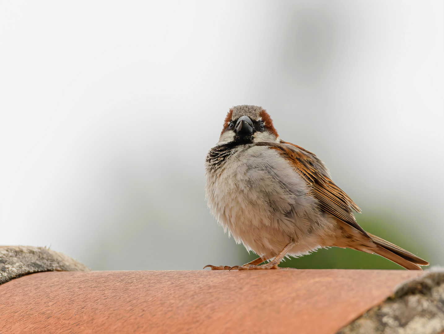 Une belle boule de plumes