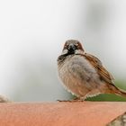 Une belle boule de plumes