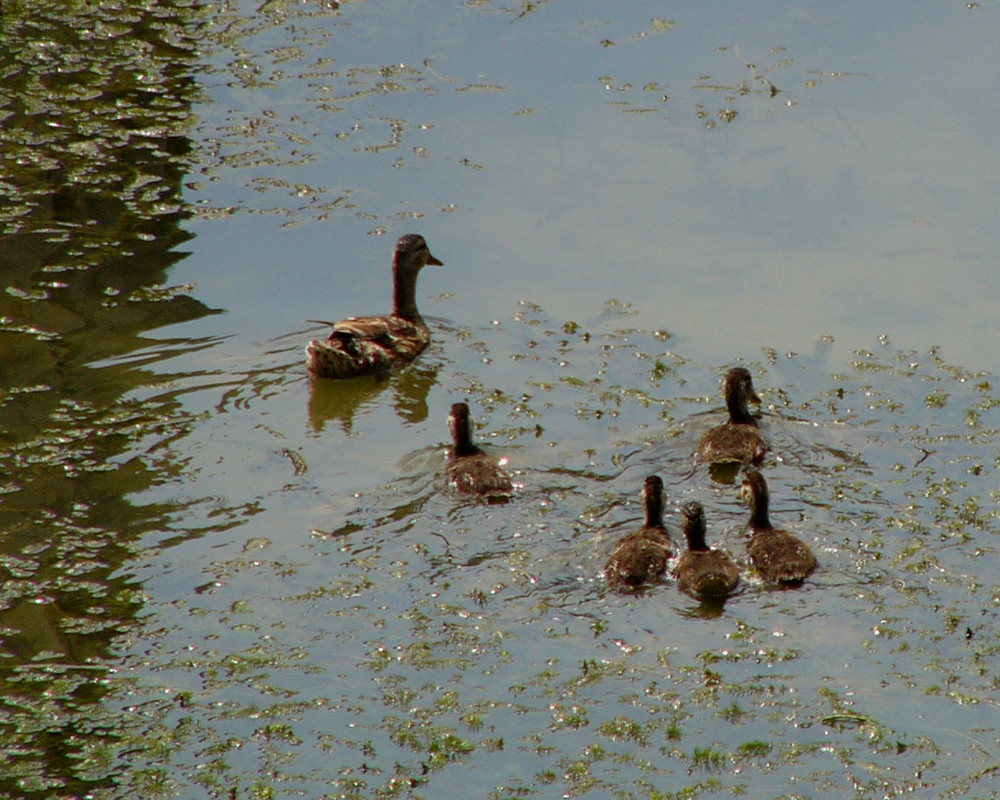 Une belle famille