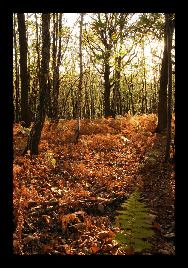 Une belle fin d'après midi d'automne...