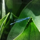 Une belle libellule bleue !