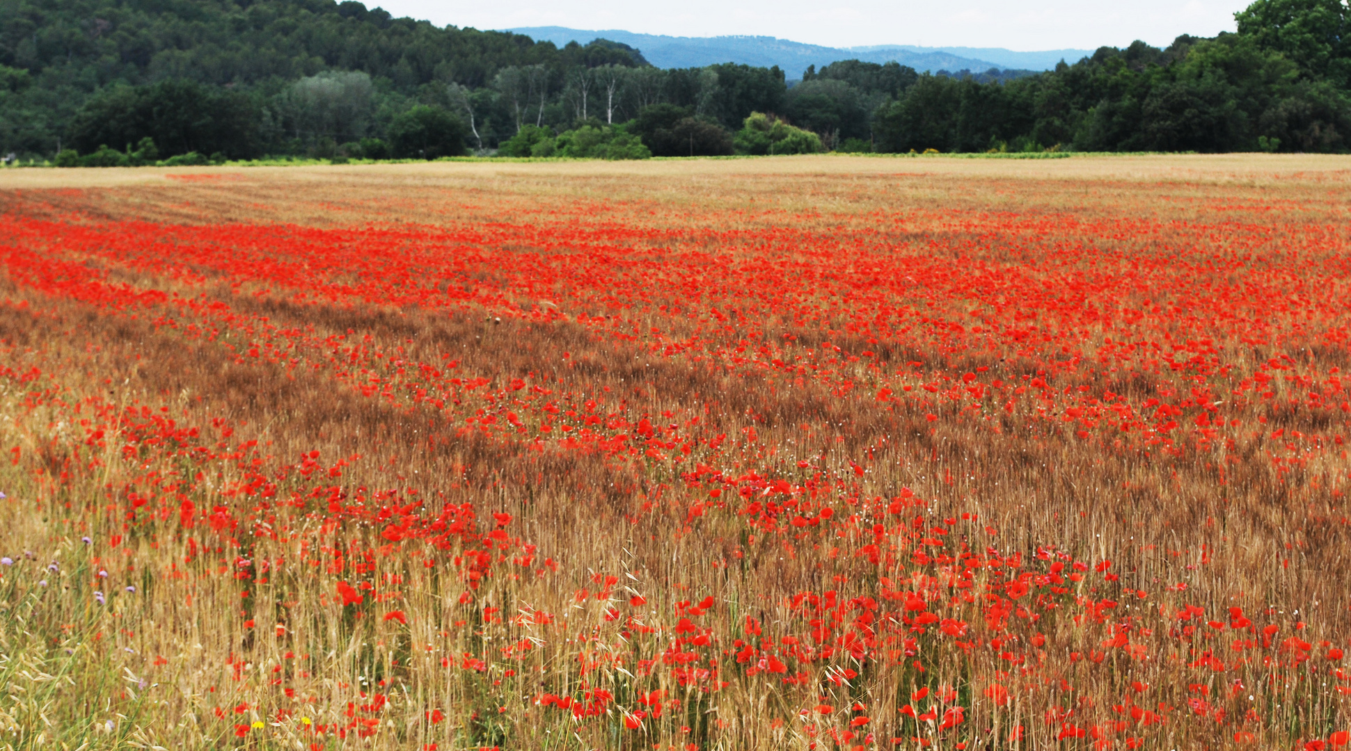 Une belle nature