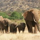 Une belle petite famille d'éléphants - Samburu / Kenya - On rentre du boulot !