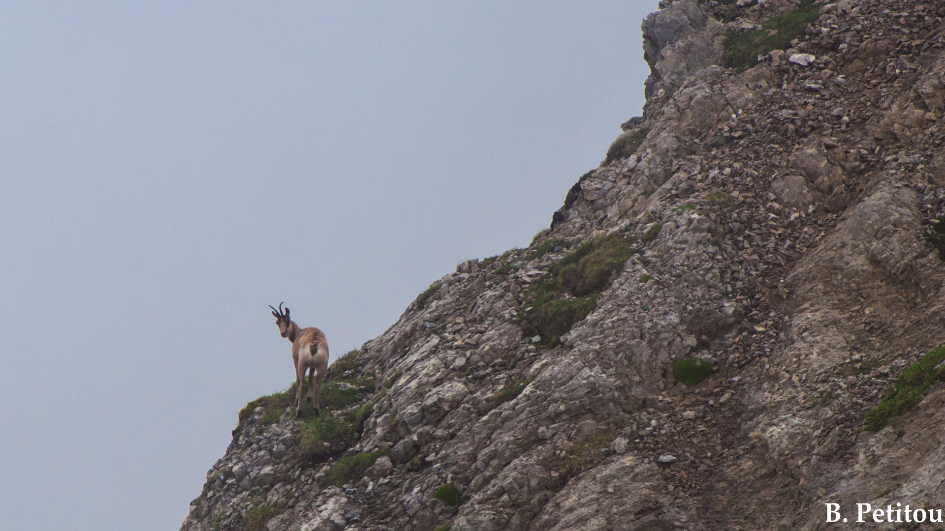 Une belle rencontre avec un Isard