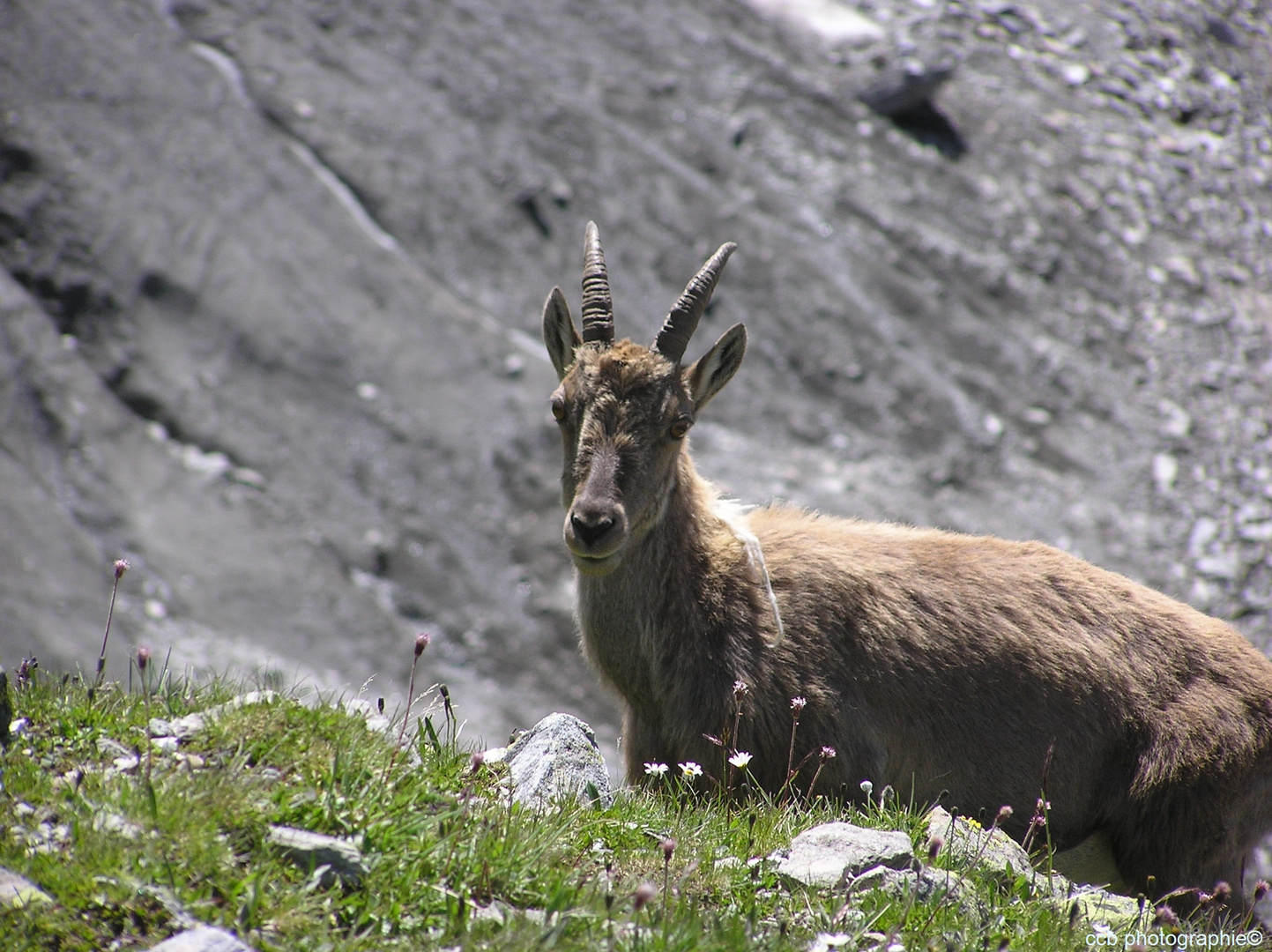 Une belle rencontre -Nid d'Aigle, Saint Gervais