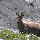 Une belle rencontre -Nid d'Aigle, Saint Gervais