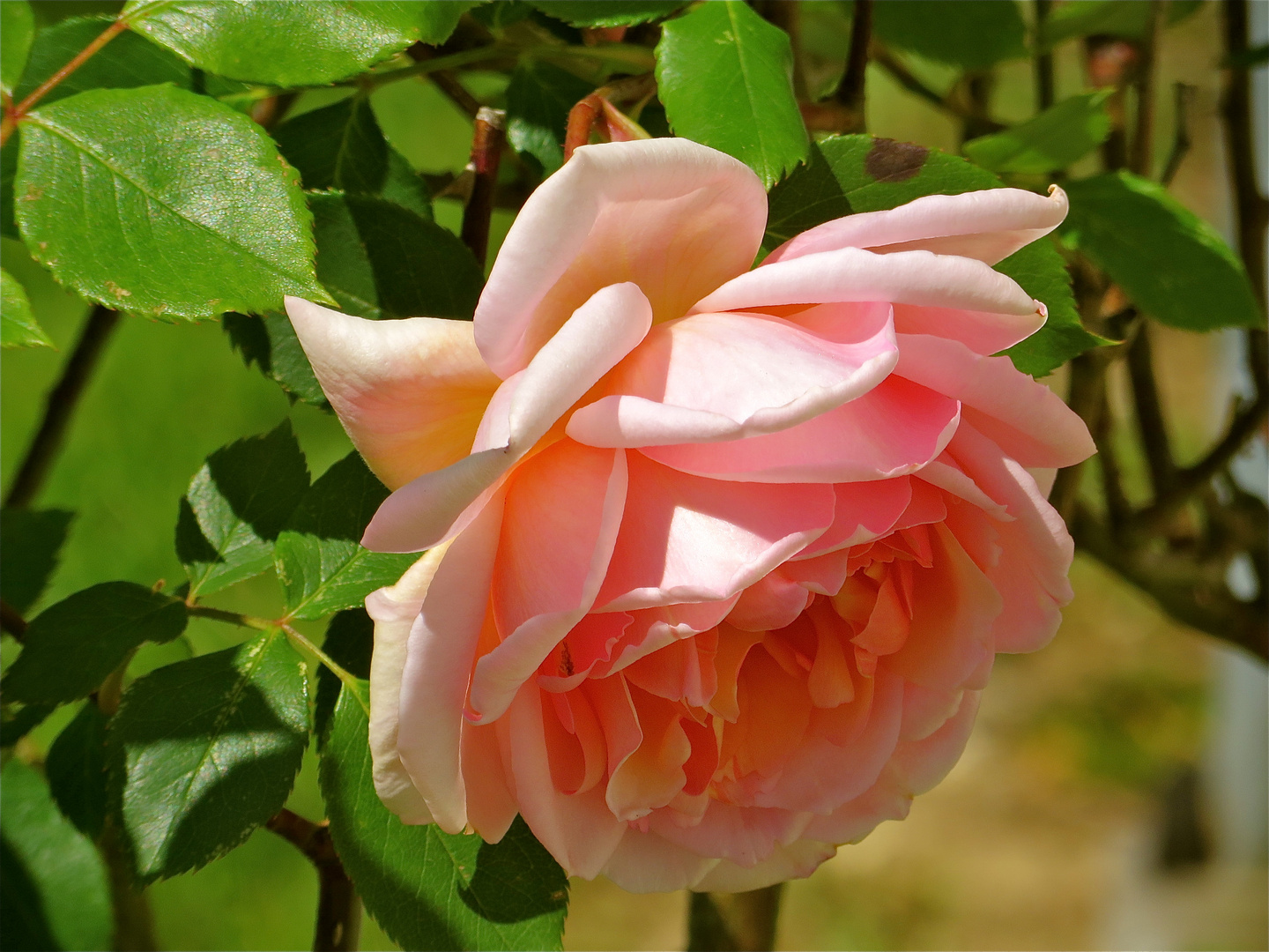 ..une belle rose !!!...