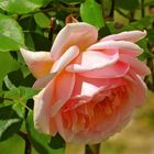 ..une belle rose !!!...