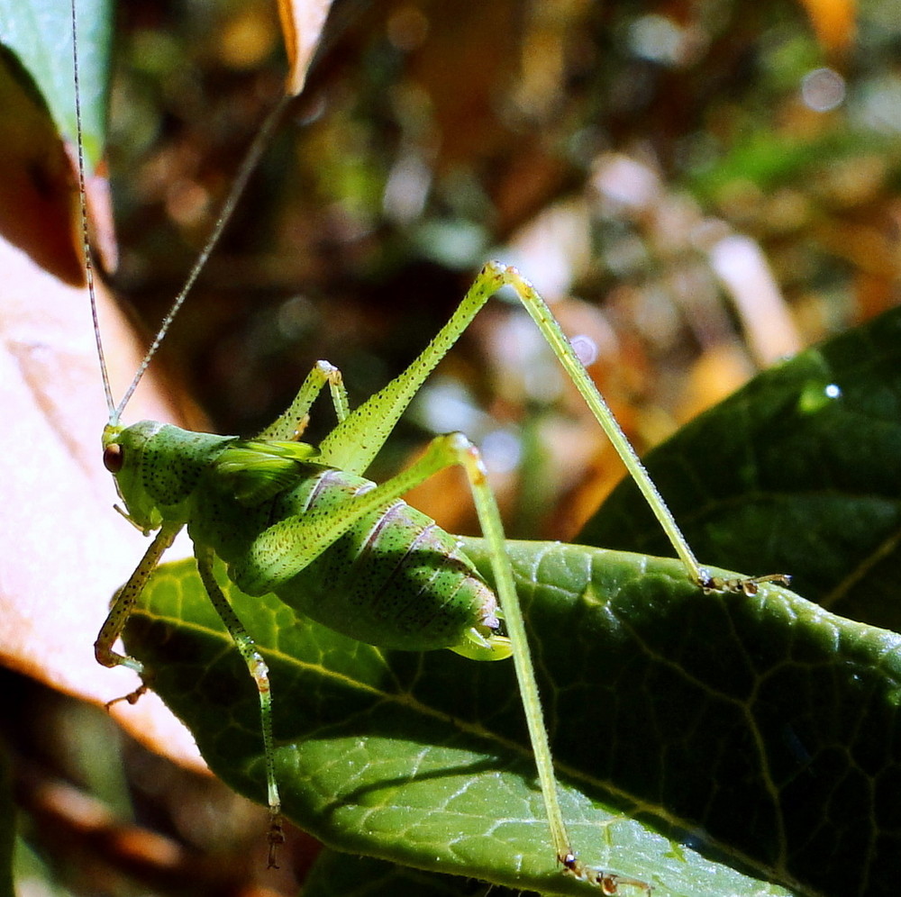 Une belle verte