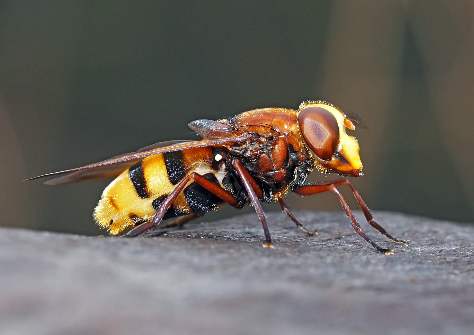 Une belle volucelle qui vit dans la forêt. (Volucella inanis) - Gebänderte Waldschwebfliege.