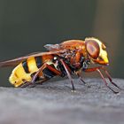 Une belle volucelle qui vit dans la forêt. (Volucella inanis) - Gebänderte Waldschwebfliege.