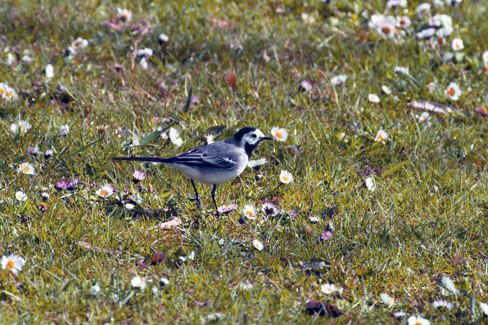 Une bergeronette ne fait pas le printemps.....