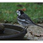 " Une bergeronnette qui tâte la température de l'eau du bain "