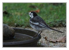 " Une bergeronnette qui tâte la température de l'eau du bain "