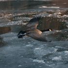 Une Bernache du Canada en vol un matin froid de Janvier