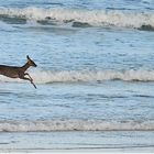 UNE BICHE A LA PLAGE