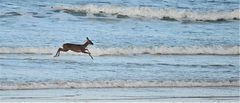 UNE BICHE A LA PLAGE