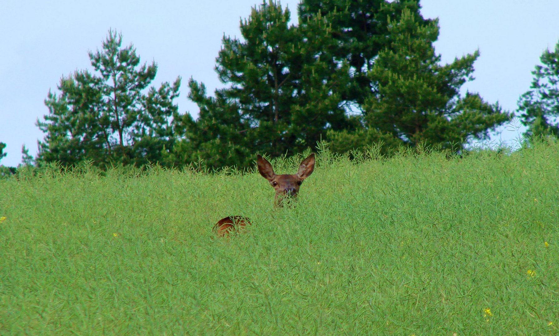 Une biche dans les colzas