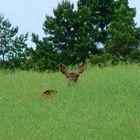 Une biche dans les colzas