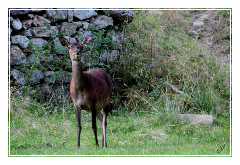 UNE BICHE