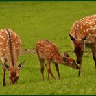 Une bien belle famille !