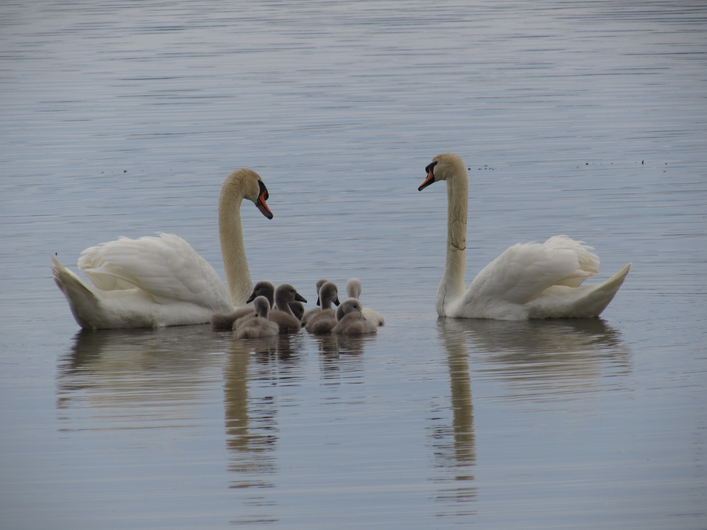 ...Une bien belle famille...