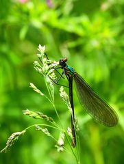 une bien jolie demoiselle