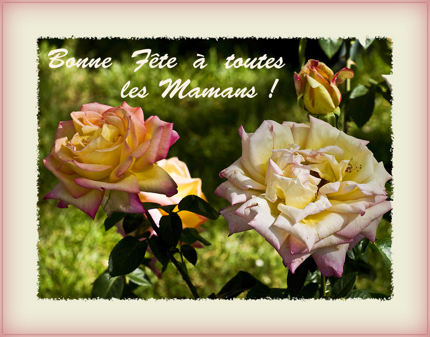 Une Bonne Fete A Toutes Les Mamans Photo Et Image Cartes De Voeux Fleurs Roses Images Fotocommunity