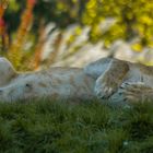 Une bonne mère (Panthera leo, lion d'Afrique)