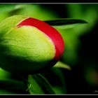 Une boule de glace à la pivoine