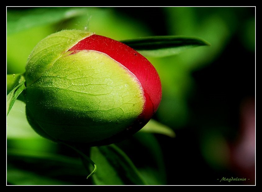 Une boule de glace à la pivoine