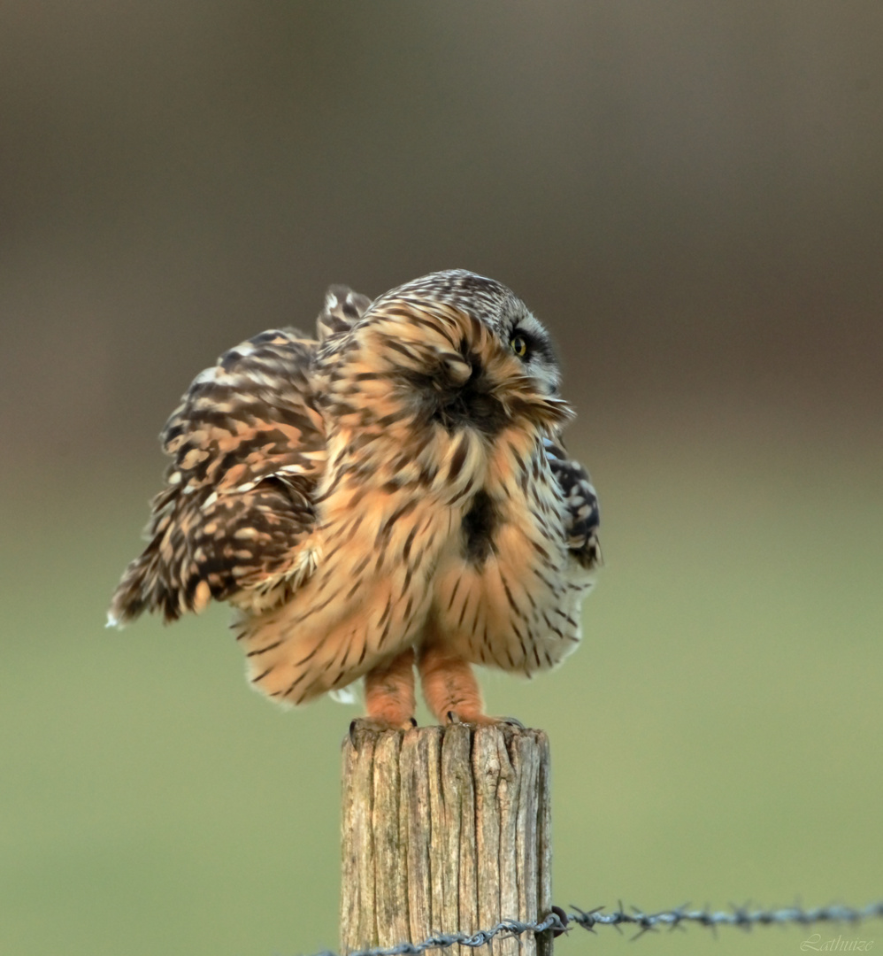 Une boule de plume