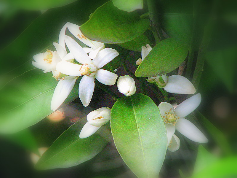 Une branche de fleurs d'oranger