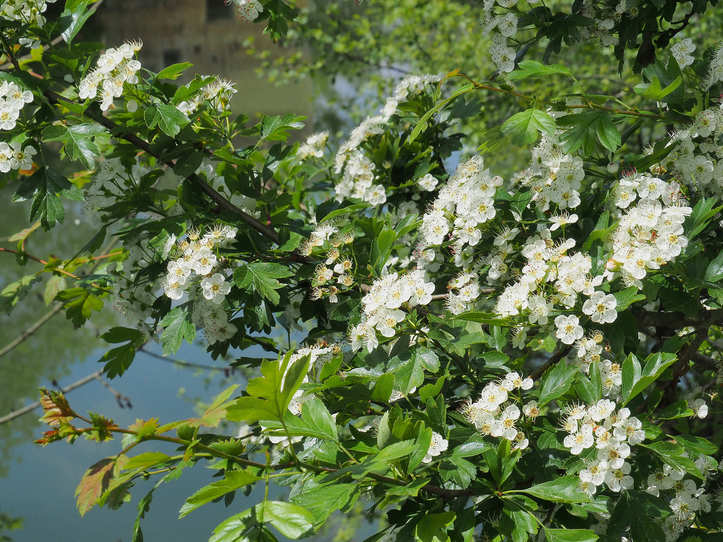 Une branche fleurie en bord de Baïse