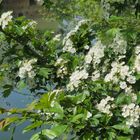 Une branche fleurie en bord de Baïse