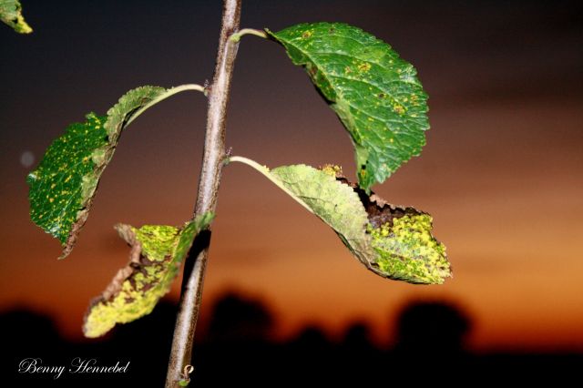 Une Branche un Soir