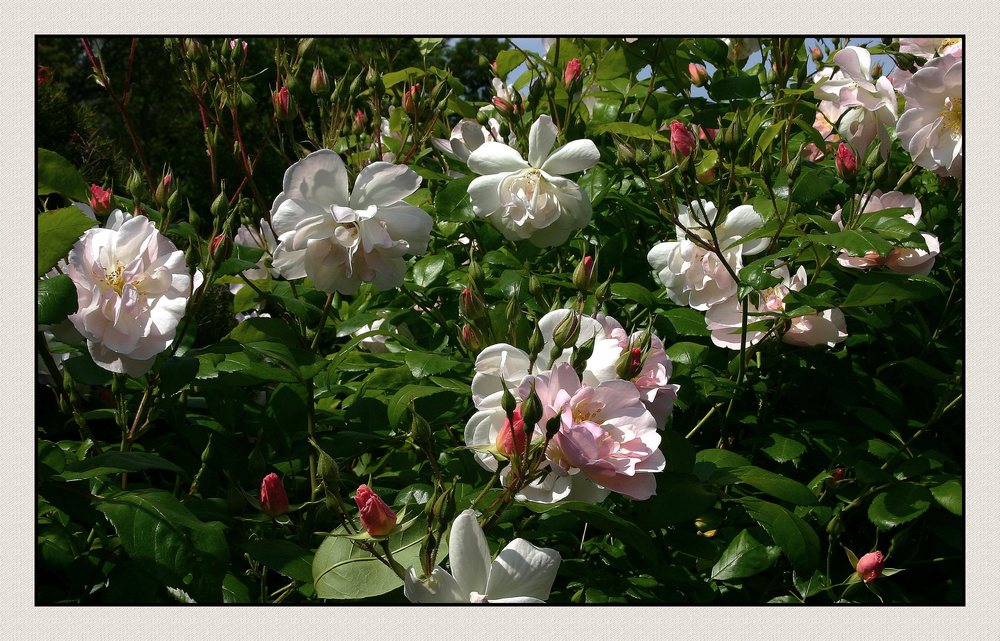" Une brassée de roses de mon jardin, pour l'anniversaire de Mâme Loulou "