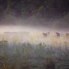 Une brume légère monte du fleuve