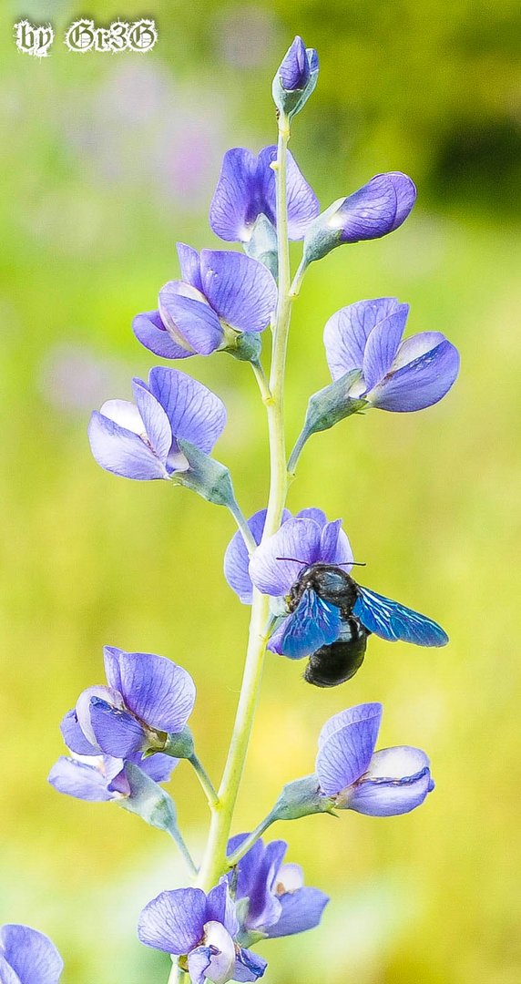 Une bête aux ailes bleues